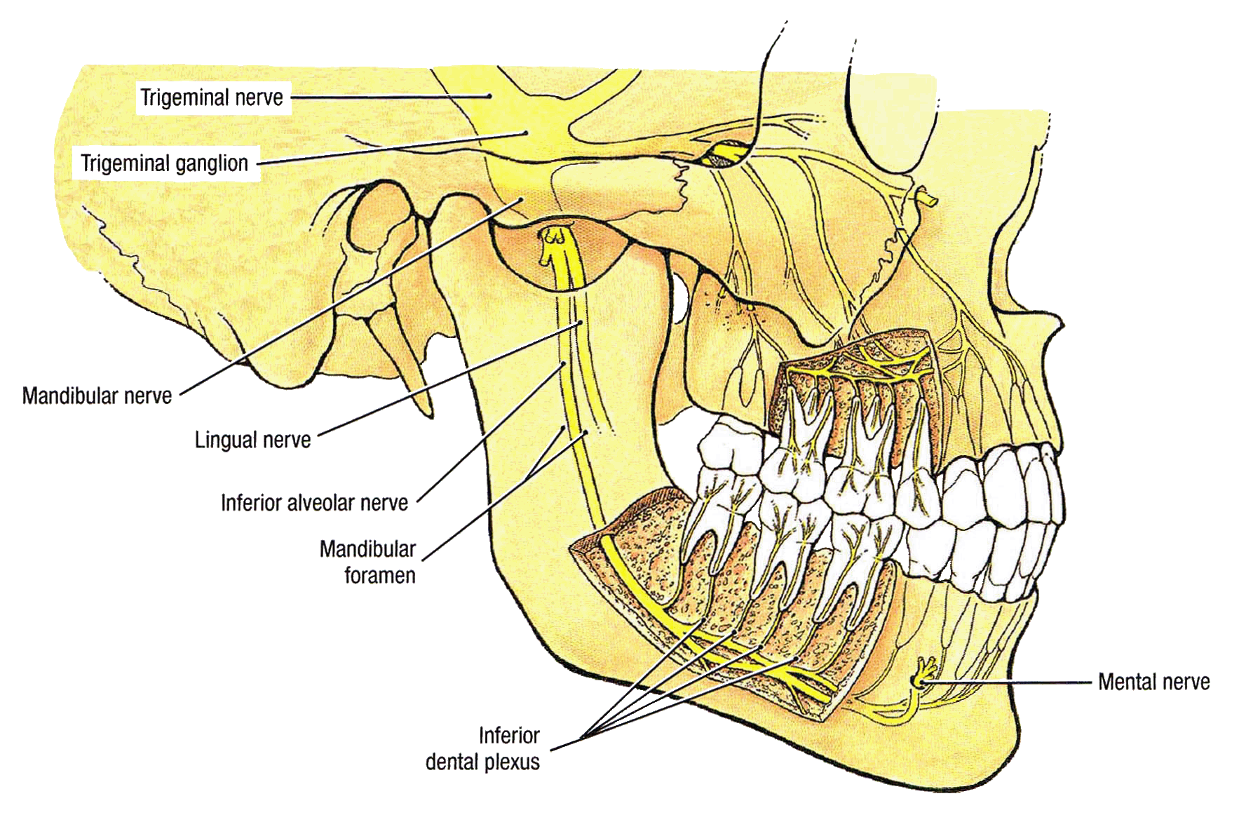 Mandibular nerve branches Diagram