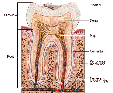 primary speciality